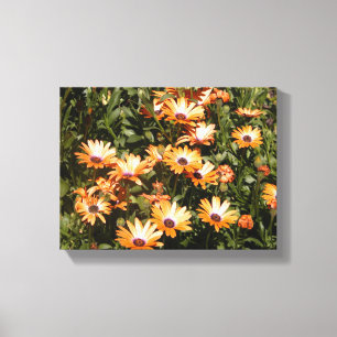 daisy flowers canvas print