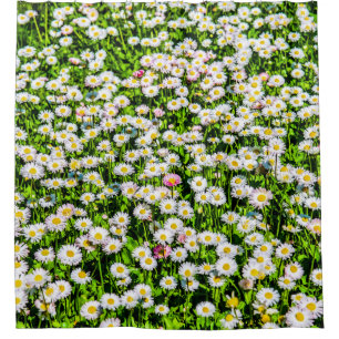 Daisy Flowers Field Shower Curtain