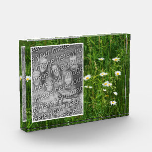 Daisy Flowers In Field Add Your Own  Photo Block