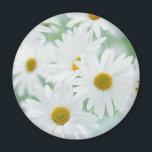 Daisy flowers magnet<br><div class="desc">White daisies in a soft light.</div>