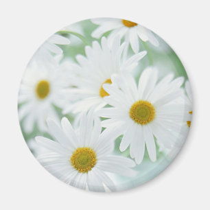 Daisy flowers magnet