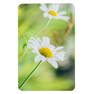 Daisy flowers on the meadow magnet