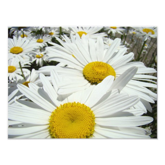 Daisy Flowers Photography art prints Daisies (Front)