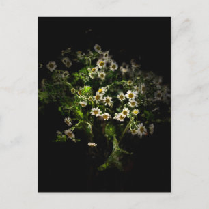 Daisy, Flowers Postcard