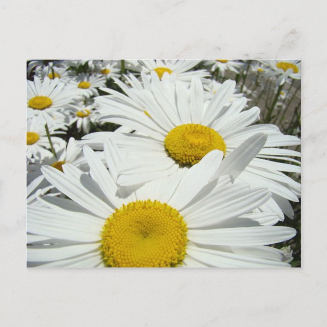 Daisy Flowers postcards Add Your Text Daisies (Front)