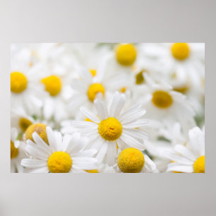 Daisy flowers poster