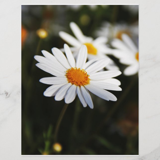 Daisy Flyer (Front)