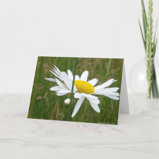 Daisy - Folded Blank Greeting Card
