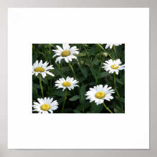 Daisy Green Poster