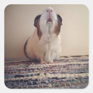 daisy guinea pig stickers