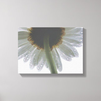 Daisy in the Rain Canvas Print