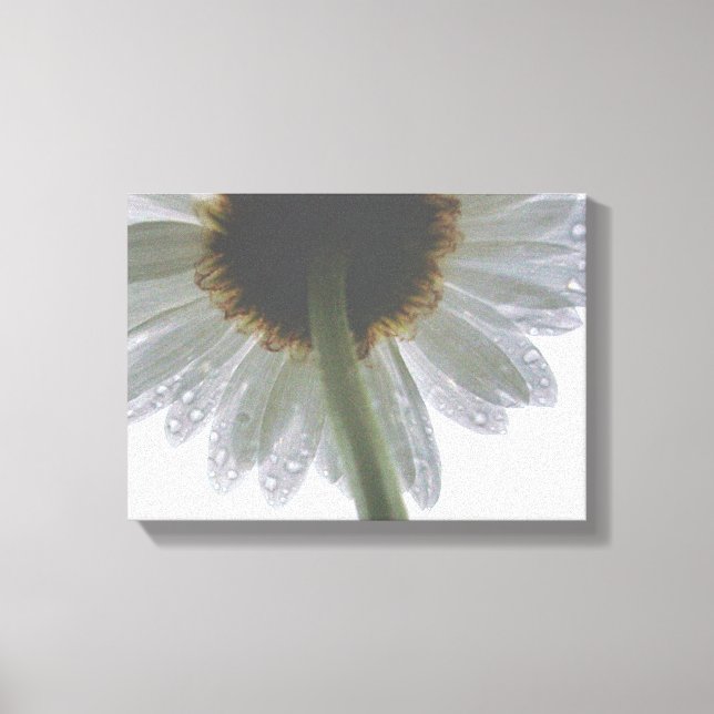 Daisy in the Rain Canvas Print (Front)