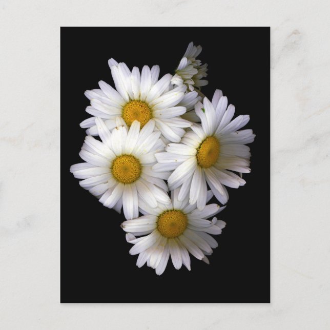 Daisy IV Postcard (Front)