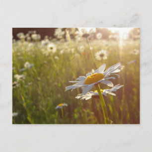 Daisy Lights Postcard