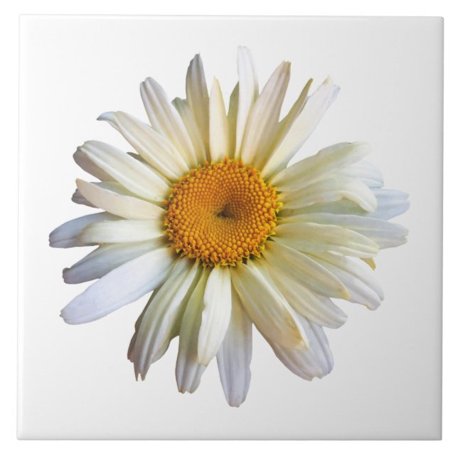 Daisy Looking Up Tile (Front)