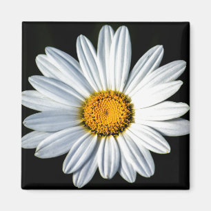 Daisy Mae Magnet