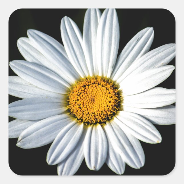 Daisy Mae Sticker (Front)