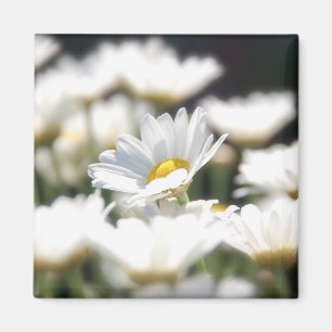 Daisy Magnet