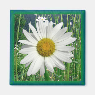 Daisy Magnet