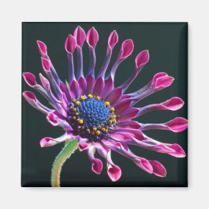Daisy Magnet