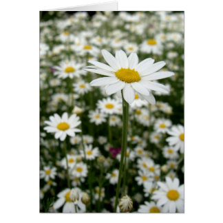 Daisy Meadow