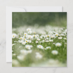 Daisy Meadow Card