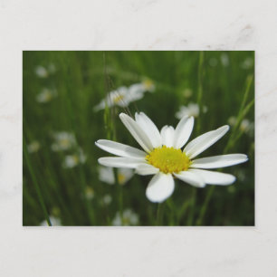 Daisy Meadow Postcard