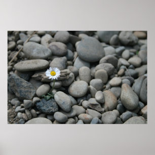 daisy n rocks poster