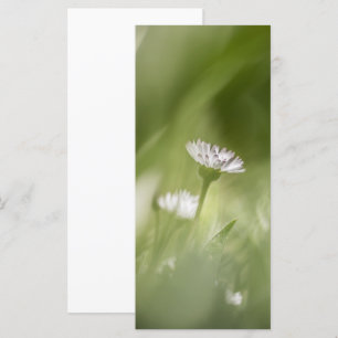 Daisy nature photo card