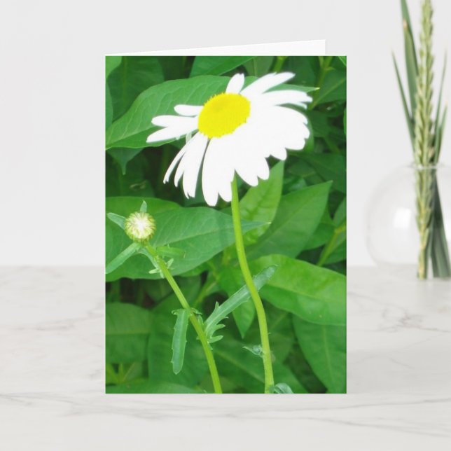 daisy note card (Front)