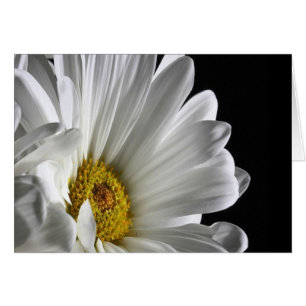 Daisy On Black Background