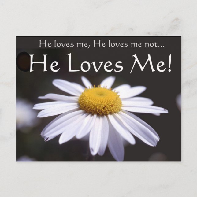 Daisy on Black Background Postcard (Front)