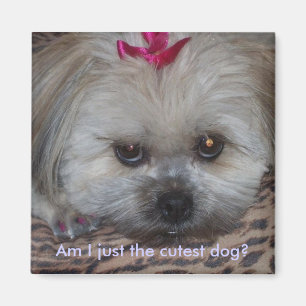 Daisy pic, Am I just the cutest dog? Magnet