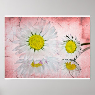 Daisy Pink  Blossoms Elegant Chic Mod Floral Poster