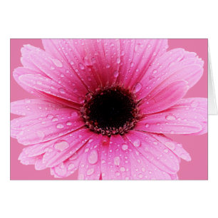 Daisy Pink with Raindrops