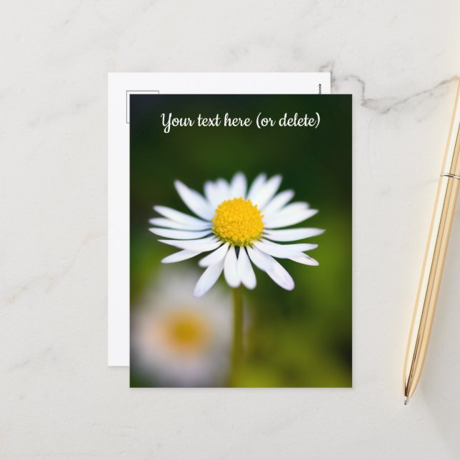 Daisy Postcard (Front/Back In Situ)