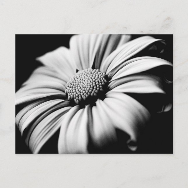 Daisy Postcard (Front)