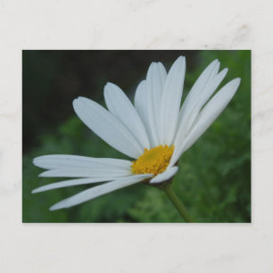 Daisy Postcard