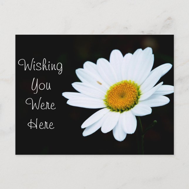 Daisy Postcard -Customise It (Front)