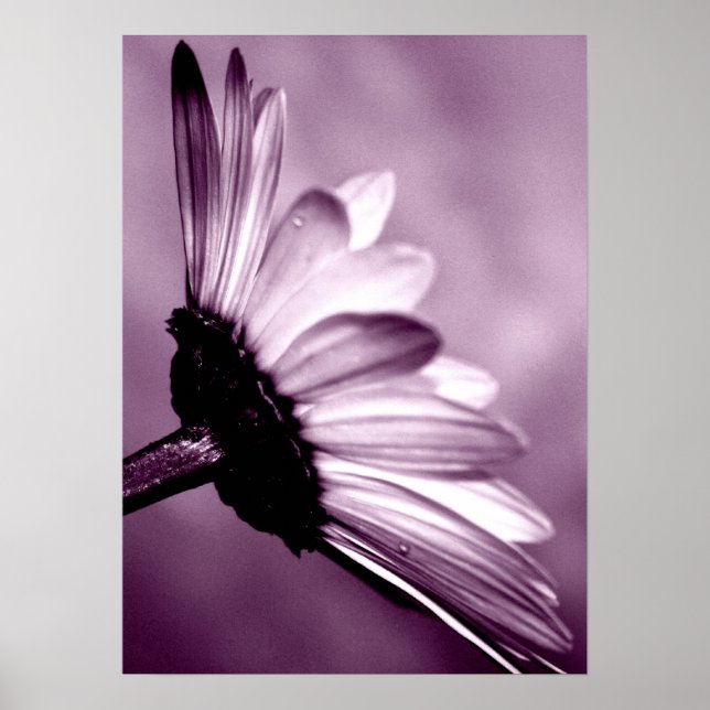 Daisy Poster (Front)