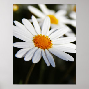 Daisy Poster