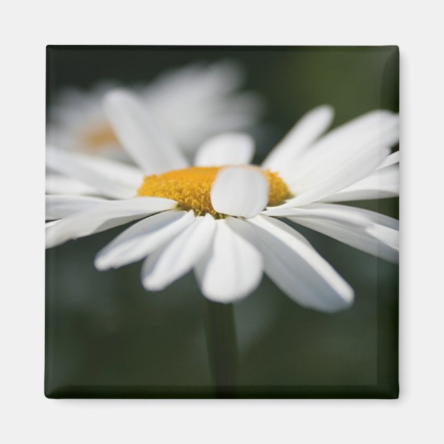 Daisy profile magnet (Front)