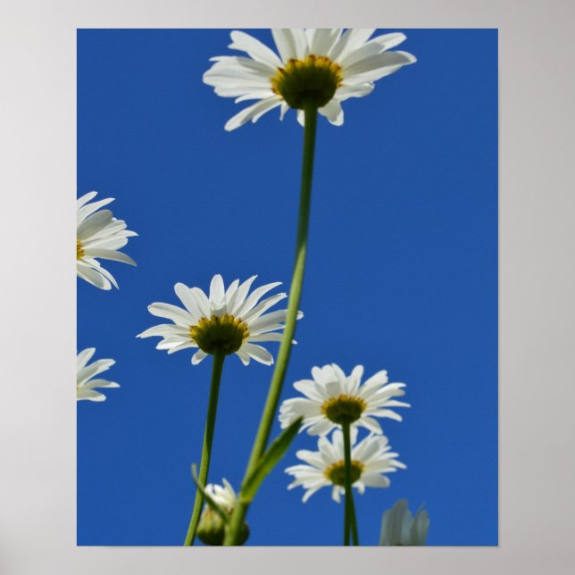 Daisy Stems Blue Sky Photo Poster (Front)