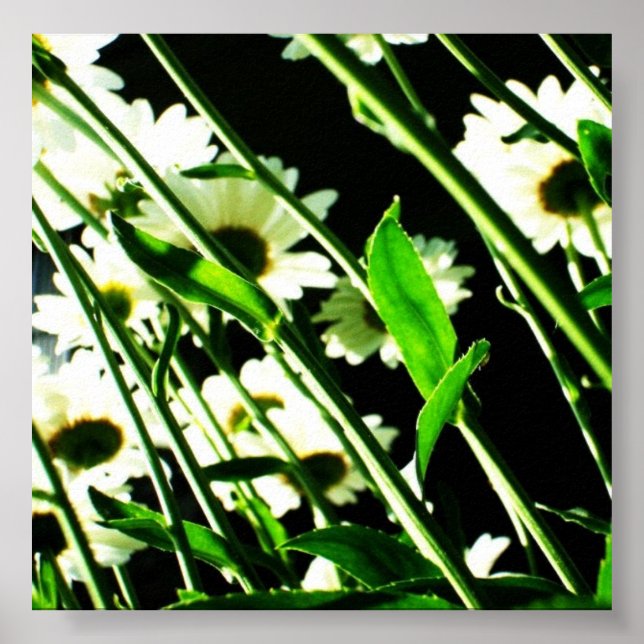 Daisy Stems Poster (Front)