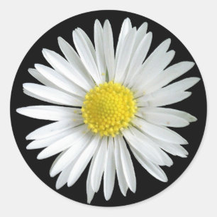 Daisy Sticker