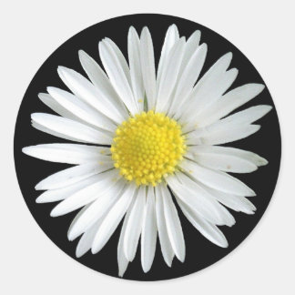 Daisy Sticker