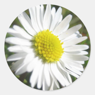 Daisy Sticker
