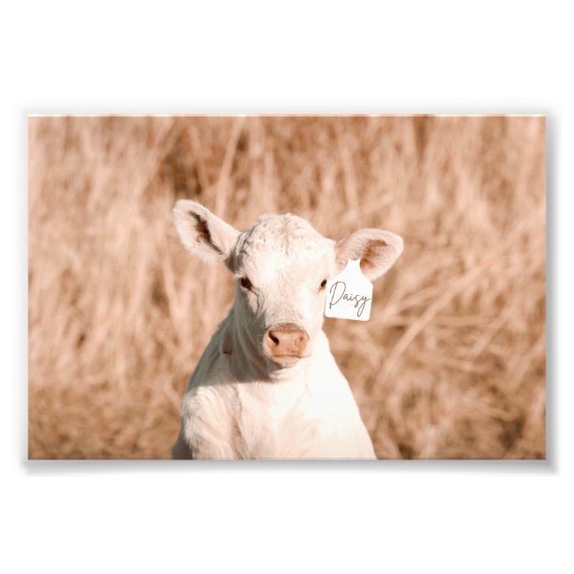 Daisy The Cute White Calf In Golden Meadow Photo Print (Front)
