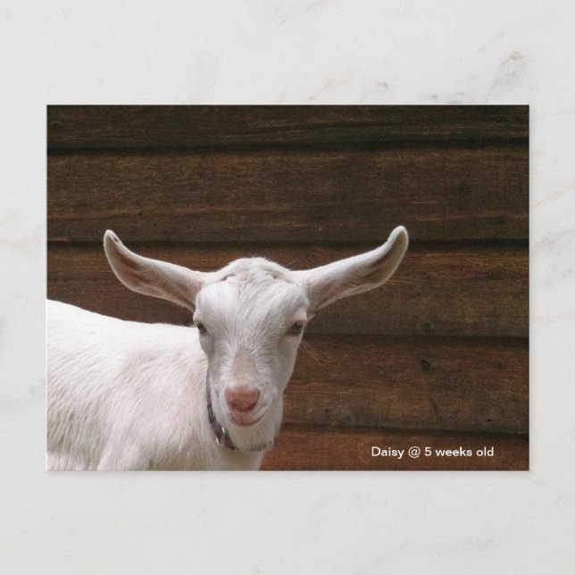 Daisy the Kid Goat Postcard (Front)