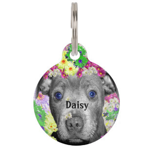 Daisy The Staffordshire Bull Terrier Puppy, Pet Tag